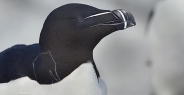 razorbill_msi_h_1280_can0900.jpg